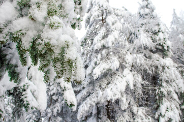 Green spruce branches covered with snow. Close-up. Snow-covered coniferous forest. Selective focus, copy space. Winter botanical background. Merry christmas and happy new year concept.