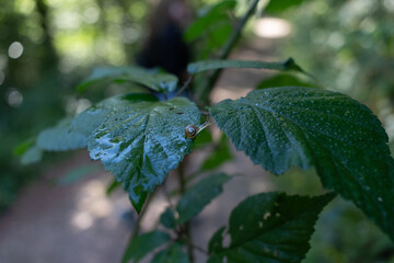 pequeño Caracol intentando saltar a la otra hoja
