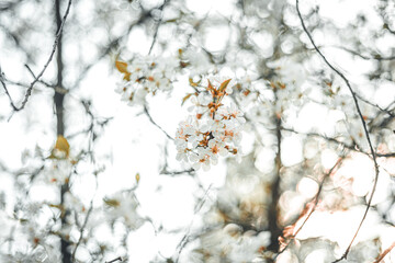 White tree flowr with orange accent