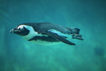 animal © llaurent789