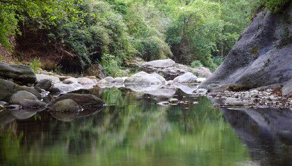 Fototapeta premium stream in the forest