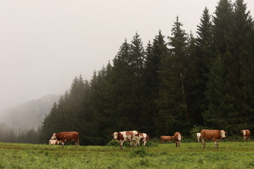 grasende kühe herde mit nebel im wald