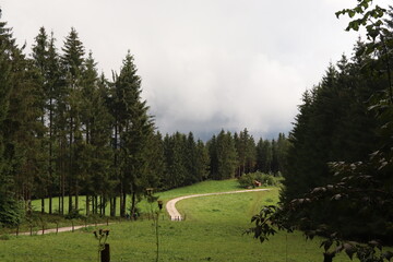 feldweg wanderweg durch einen  bergigen wald
