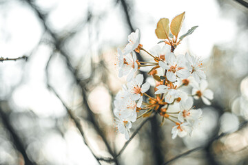 White tree flowr with orange accent