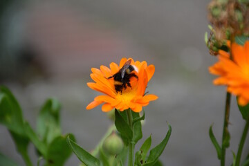 Hummel auf Ringelblume