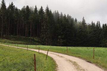 schmaler wanderweg in einen Wald