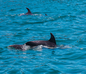 Pod of Dolphins in Bay of Islands, New Zealand