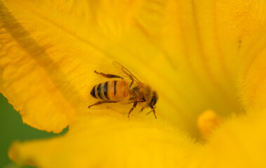 Honey bee heading down into a squash blossom