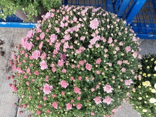 flower bed in the garden
