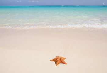 A sea star on the edge of the ocean. Shot on the beach in Playa del Carmen, a famous white sand beach - Mexico