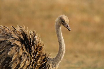 Autruche