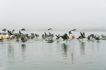 Flock of flying pelicans , foggy river, California Coastline