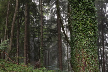 nebliger wald gruselig