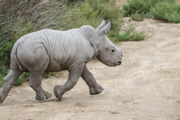 Fototapeta premium Rhinocéros