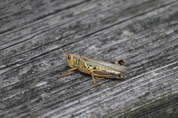 close up of a grasshopper