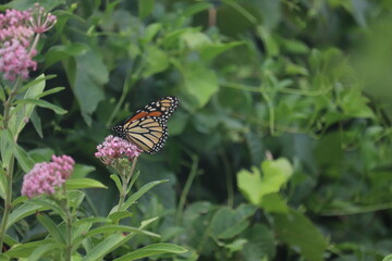 monarch butterfly on flower