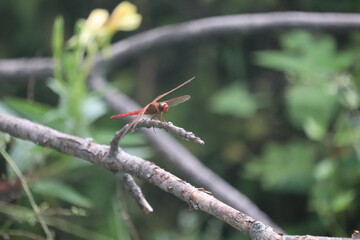 dragonfly on a branch