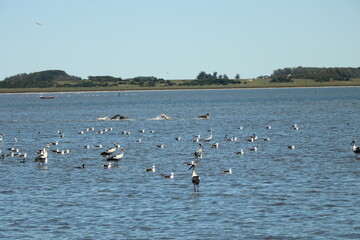Birds rest and dogs have fun