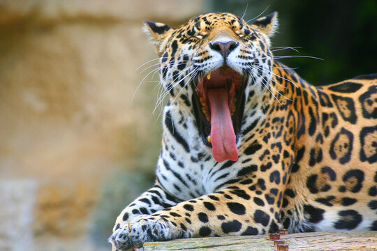 Jaguar