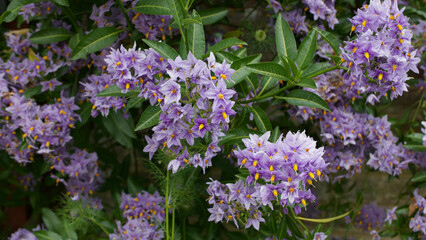 Fototapeta premium Purple perennial solanum shrub with yellow stamens and green foliage in summer