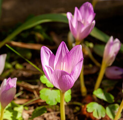 Fototapeta premium Autumn bright pink-lilac crocus flowers.