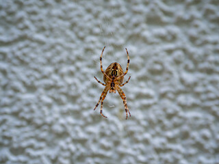 big brown spider sits in its web and waits for prey
