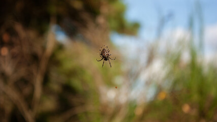 Spider on a string of cobwebs on a blurred background of the forest and blue sky.