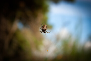 Spider on a string of cobwebs on a blurred background of the forest and blue sky..