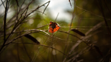 Autumn leaf with a spider on a string of cobwebs on a blurred background of the forest and blue sky.