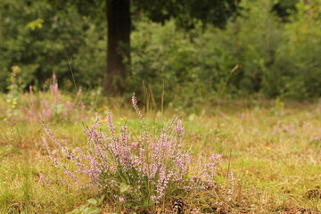 a beautiful purple heat plant in the green grass in the forest in summer closeup