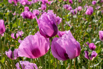 Mohnblumenfeld mit lilafarbenem Mohn