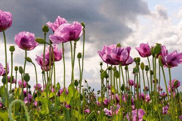 Mohnblumenfeld mit lilafarbenem Mohn