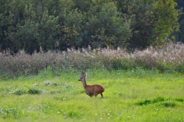 kozioł © Krzysztof