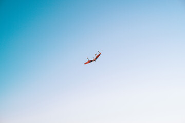 kite on the background of the evening sky