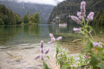 Königssee mit einem Schiff und schöner Pflanze im Vordergrund