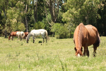 Fototapeta premium Specimens of Creole horse typical of Uruguay, Argentina, Chile and Brazil