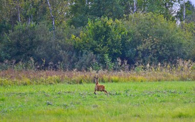 kozioł © Krzysztof