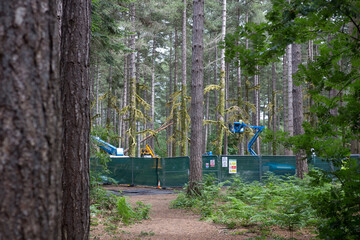 Building work on trees in the forest