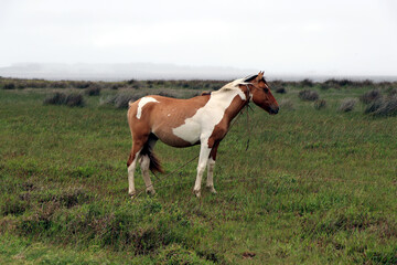 Fototapeta na wymiar Specimen of Creole horse typical of Uruguay, Argentina, Chile and Brazil