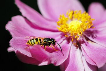 Wasp in the flower - Gemeine Wespe in einer Bluete Anemone