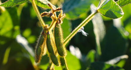 Soybean fields. Ripe yellow soybean pods at sunrise. Blurred background. The concept of a good harvest. Macro
