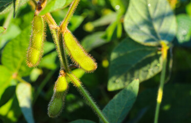 Soybean fields. Ripe yellow soybean pods at sunrise. Blurred background. The concept of a good harvest. Macro
