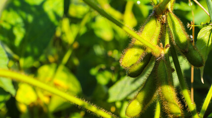 Soybean fields. Ripe yellow soybean pods at sunrise. Blurred background. The concept of a good harvest. Macro
