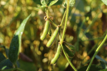 Soybean fields. Ripe yellow soybean pods at sunrise. Blurred background. The concept of a good harvest. Macro
