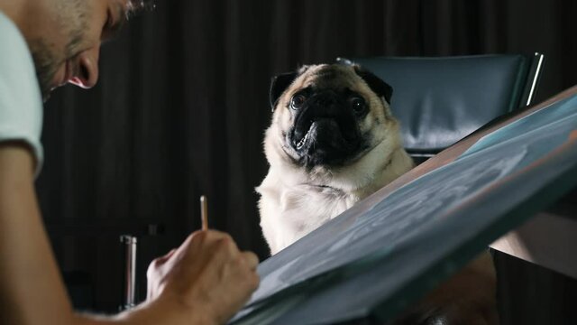 Surprised pug dog posing for the artist, man painting a picture of a dog