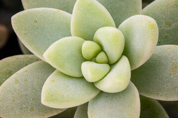Macro shot of a succulent plant.