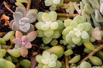 Macro shot of a succulent plant.