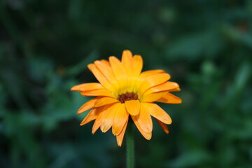 yellow flower in the garden