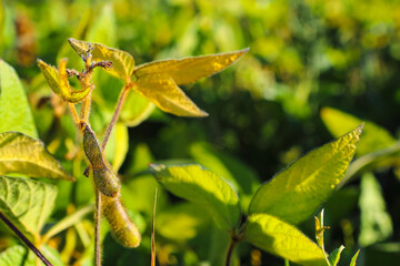 Soybean fields. Ripe yellow soybean pods at sunrise. Blurred background. The concept of a good harvest. Macro