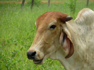 Naklejka na ściany i meble Nelore cattle in the pasture